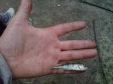 Fish Kit / ***