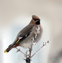 Arrived waxwings / ***