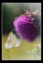 Butterfly / *******