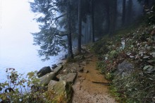 Foggy path / ***