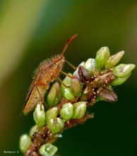 Bedbug Bulavnik / Stictopleurus abutilon