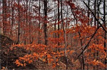 Last impatient hornbeam / ***