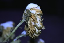 come winter ... / .........