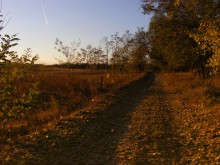 Zsolt foliage / ***