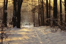Winter evening in the forest / No Comments