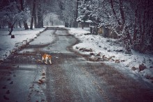 Winter Cat / ***