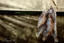 Tarashka / ***