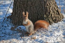 Squirrel Posing / -----