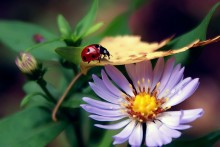 Farewell to summer .... / ***