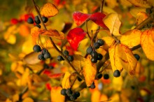 Autumn / ***