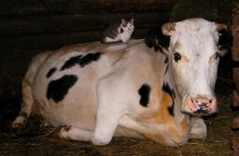 Matroskin cat and a cow Murka / ***