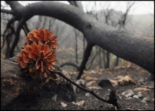 colors of burnt forests / ***