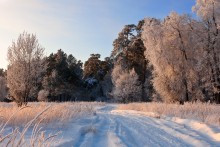 In lace dressed silent forest ... / ***
