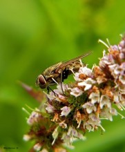 Zhygalka Autumn / Stomoxys calcitrans