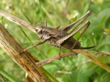 Grasshopper / ***