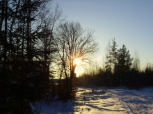 Morning in the winter forest. / ***