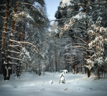 Winter Forest / ***