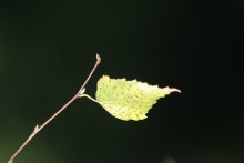 Yellow leaf / ***