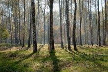 Autumn forest / ***