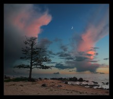 Evening Landscape by the sea with lone alder and a lunar crescent / ***