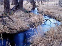 Spring creek. / ***