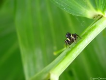 Jumping spider / ***