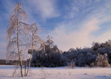 Lonely birch / ***