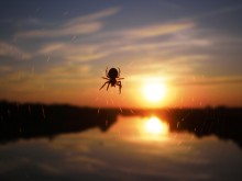 Sunset / ***