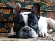 Portrait of French Bulldog / ***