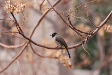 birdie / *****