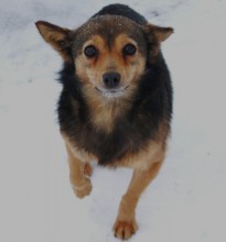 whether dog is a fox / ***