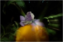 Miracle of Life / ***