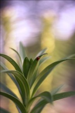 Insect / ***