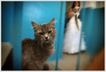 The Cat and the bride / ***