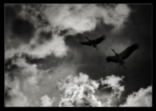 ... In the sky from the sorrows of the earth ... / ***