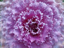 Snow Cabbage / ......