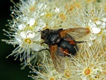 Ezhemuha fierce / Tachina fera