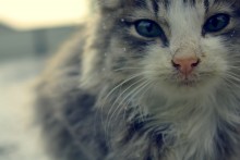 lynx / .................................