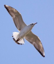 Freedom to Fly / Freedom to fly.