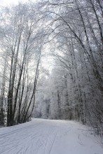 Forest trail / ***