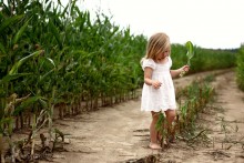 In the corn ... / *****