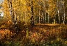 Birch Fall / ***