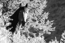 Altai natives / ***