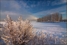 Poplar alley / ***