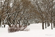 vetochno-snowy / ***