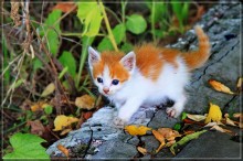 Kitten / ***