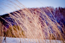 Wind / ***