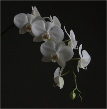 Flower cold marble ..... / ***