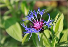 Cornflower / ***