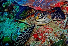 The wise turtle / ***